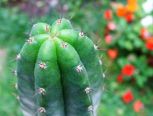 Trichocereus _pachanoi_ (Echinopsis pachanoi) _13